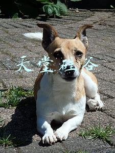 天堂硅谷