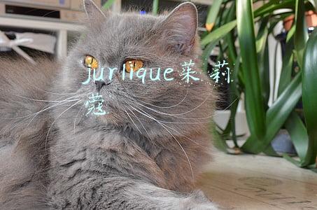 jurlique茱莉蔻