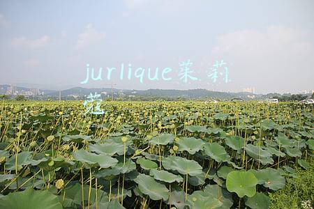 jurlique茱莉蔻