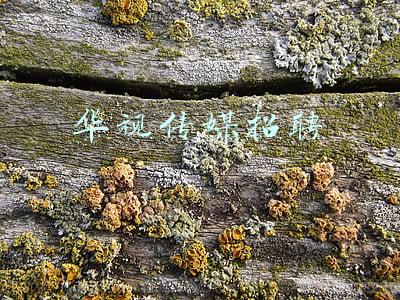 华视传媒招聘