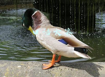 口语大赛