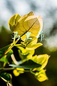 马里昂