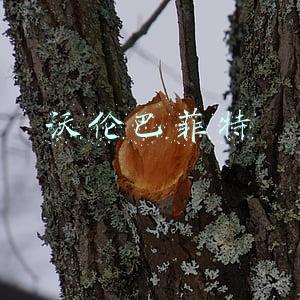 沃伦巴菲特