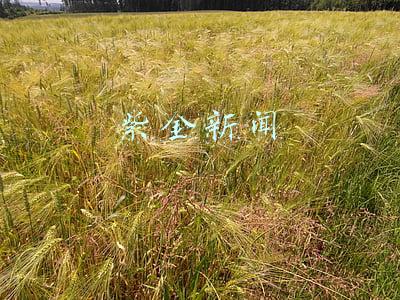 紫金新闻