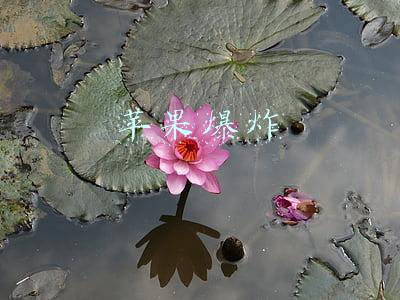苹果爆炸