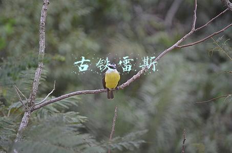 古铁雷斯