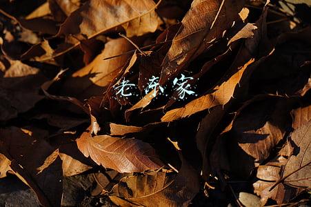 老东家