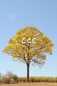 cec