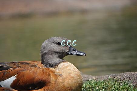 cec