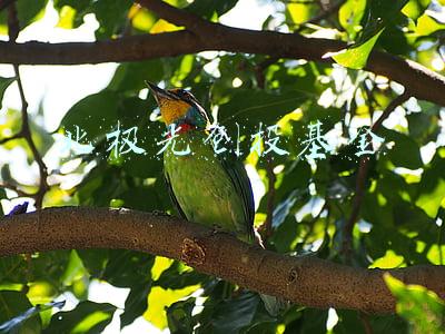 北极光创投基金