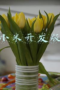 小米开发版