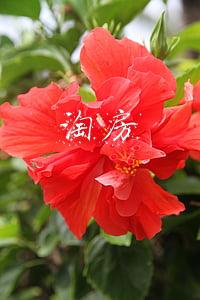 淘房