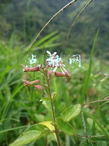 点融网
