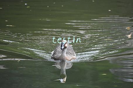 testin