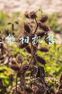 佳能相机售后服务中心(佳能携手顺丰丰修提供“无接触维修”服务)