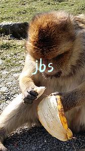 jbs