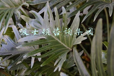 波士顿咨询集团