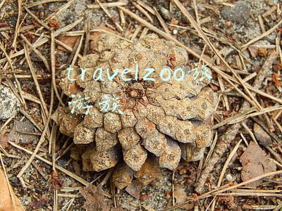 travelzoo旅游族