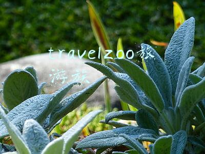 travelzoo旅游族