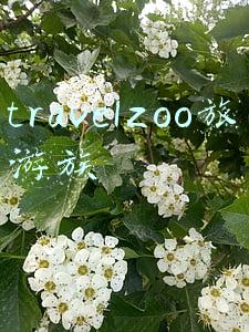 travelzoo旅游族