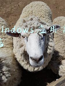 windows应用商店