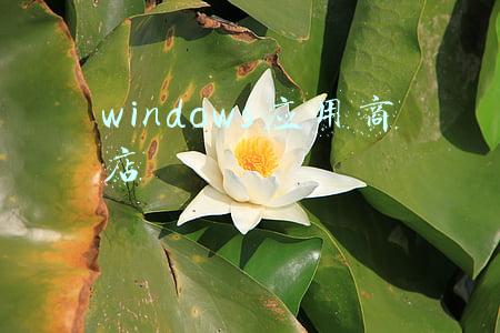 windows应用商店