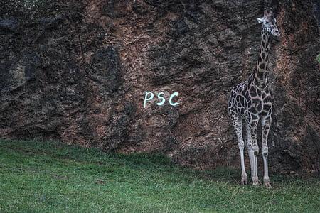 psc