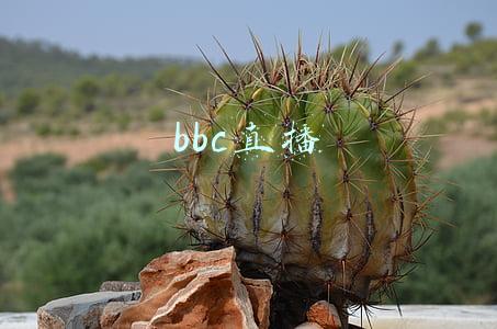 bbc直播