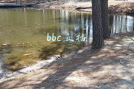 bbc直播