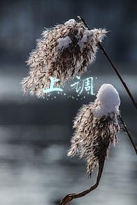 上调