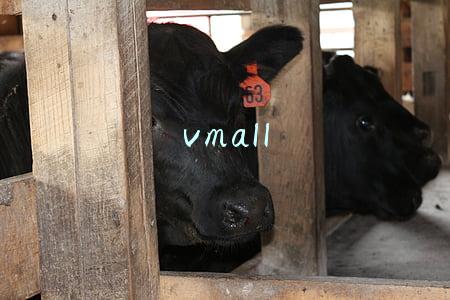 vmall
