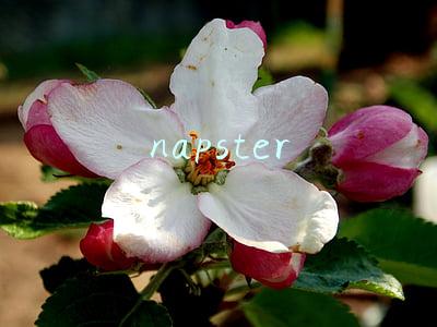 napster