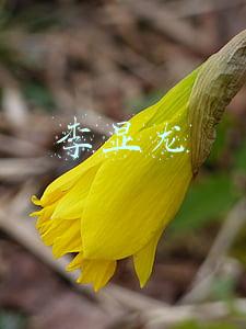 李显龙