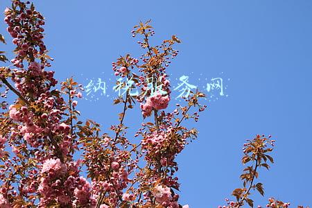 纳税服务网官方网站(12366纳税服务热线如何拨打？看这里)