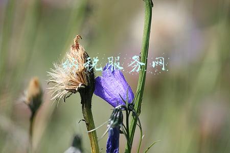 纳税服务网