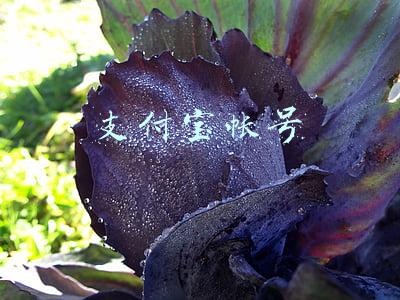 支付宝帐号怎么查询(支付宝哪里看完整卡号 快捷的查询方法分享)