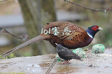 lol塞恩