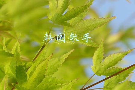 韩国歌手