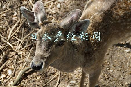 日本产经新闻网(（经济）日本4月工矿业生产指数环比下降)