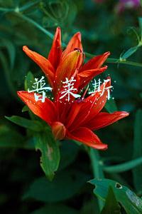 普莱斯