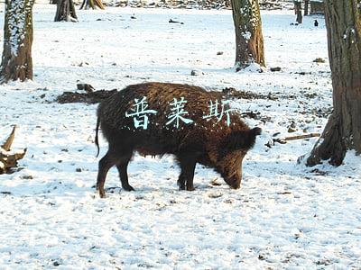 普莱斯队长(《使命召唤16》普莱斯换新配音 原配已经77岁了)