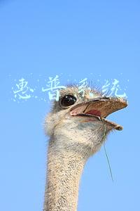 惠普系统