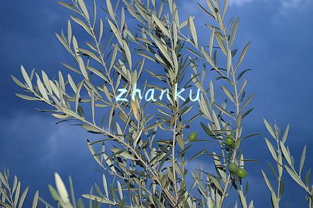 zhanku