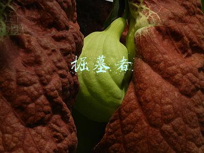 掘墓者