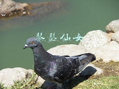 琴瑟仙女娑娜怎么读(LOL日服琴瑟仙女声源曝光 声优疑似远藤绫)
