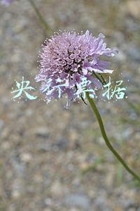 央行票据