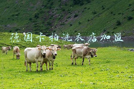 德国卡柏洗衣店加盟