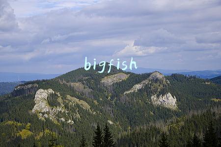 bigfish