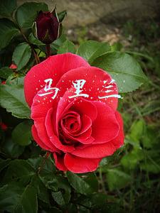 马里兰