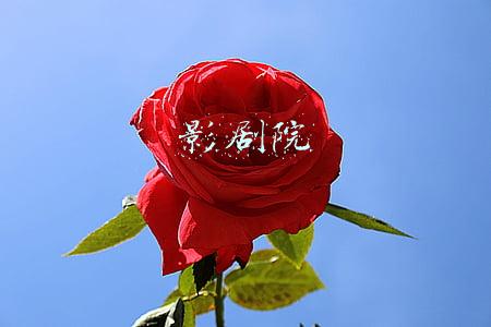 影剧院一般是什么结构(电影院座椅采用红色的视觉秘密)